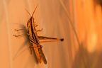 Orange Grasshopper-IMG 8286-2