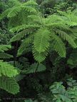 Rainforest Ferns