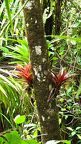 Rainforest Bromeliad