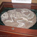 20090728 Ireland - Celtic Museum 03 dinosaur