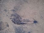 Black Beach Footprint