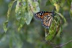 MonarchButterflies-0116