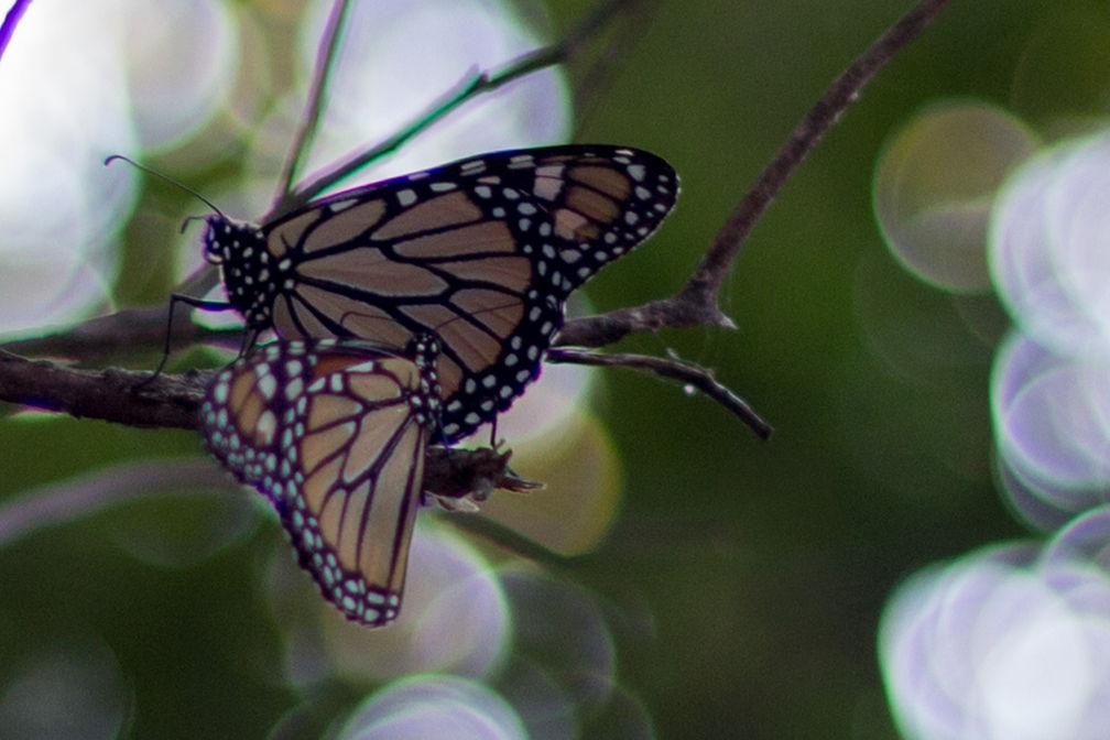 MonarchButterflies-0118