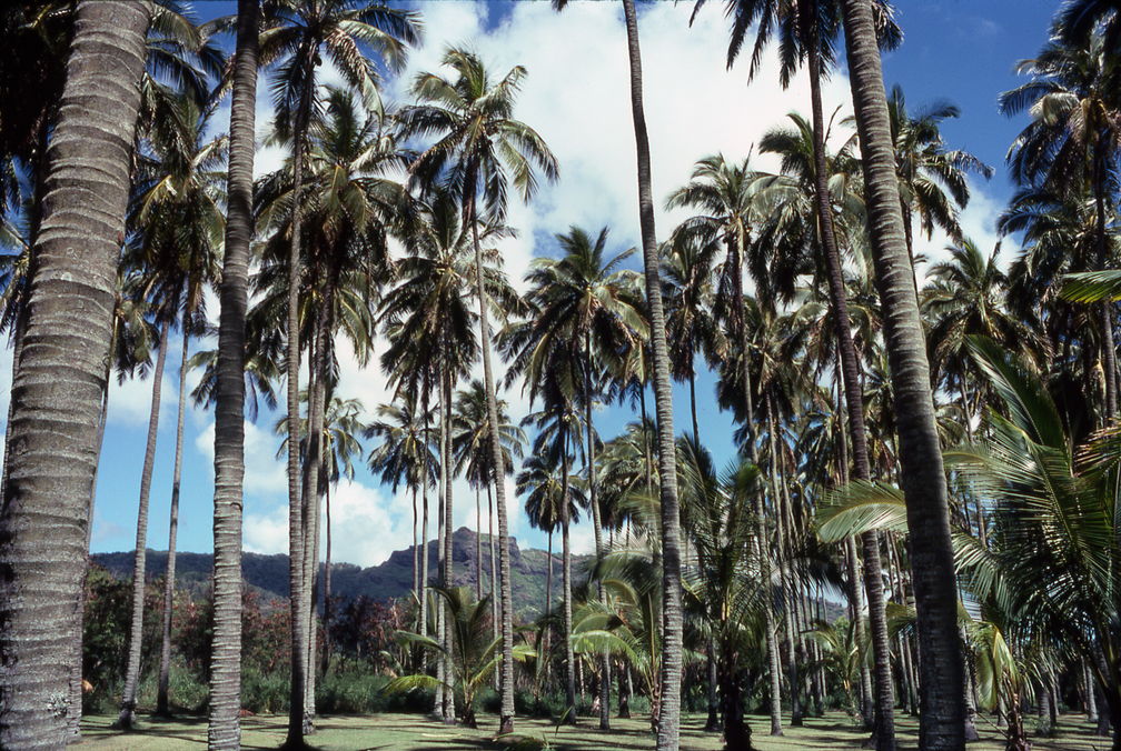 1977 Hawaii 023 Coco Palms