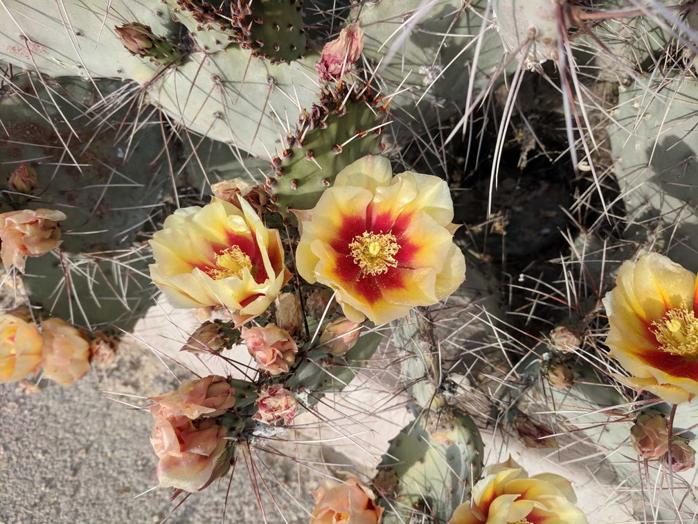 Prickly pears really do bloom