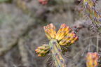 026-Saguaro National Park East-IMG 9198