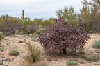 027-Saguaro National Park East-IMG 9201