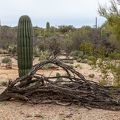 028-Saguaro National Park East-IMG 9202