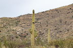 039-Saguaro National Park East-IMG 9216