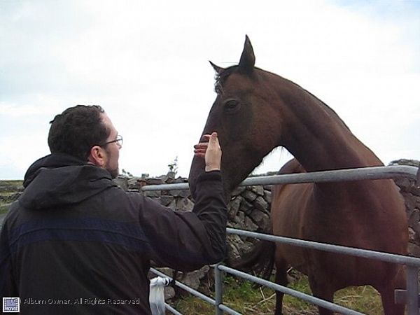20090726 Ireland - Inismor Dun Aenghus horse.jpg
