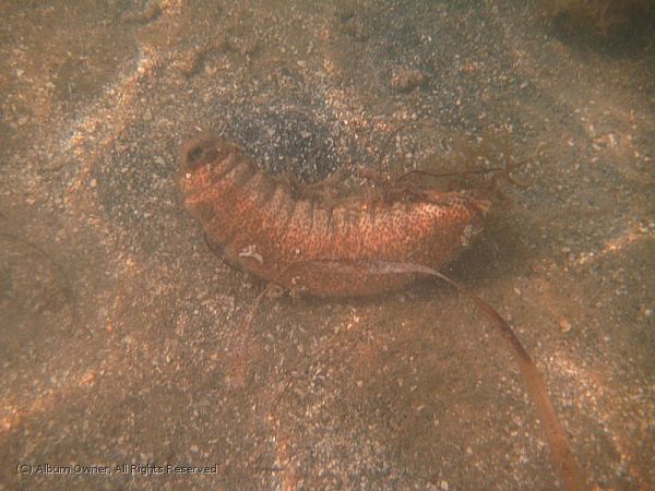 sea slug 01